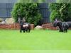 Puppies for sale Czech Republic, Pardubice French Bulldog