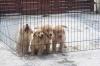 Puppies for sale Germany, Berlin Labrador