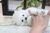 Puppies for sale Germany, Berlin Pomeranian Spitz