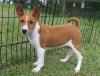 Puppies for sale Netherlands, Groningen Basenji