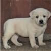 Puppies for sale Germany, Braunschweig Labrador Retriever