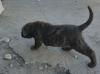 Puppies for sale Malta, Valletta Rottweiler