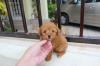 Puppies for sale Sweden, Norcheping Toy-poodle