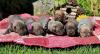 Puppies for sale Greece, Athens Canaan Dog