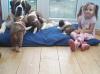 Puppies for sale Netherlands, Amsterdam Other breed, SAINT BERNARD