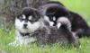 Puppies for sale Netherlands, Breda Other breed, Alaskan Malamute