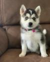 Puppies for sale Finland, Helsinki Other breed, SIBERIAN HUSKY