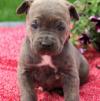 Puppies for sale Hungary, Budapest Canaan Dog