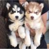 Puppies for sale Netherlands, Amsterdam Other breed, SIBERIAN HUSKY