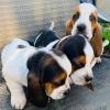 Puppies for sale Netherlands, Breda Basset Hound