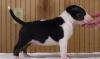 Puppies for sale Spain, Murcia Bull Terrier