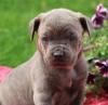 Puppies for sale Bulgaria, Sofia Canaan Dog