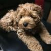 Puppies for sale Netherlands, Amsterdam Other breed, COCKAPOO