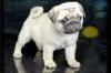Puppies for sale Hungary, Budapest Pug