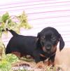 Puppies for sale Hungary, Budapest Dachshund
