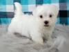 Puppies for sale Spain, Figeyras Maltese