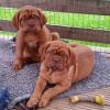 Puppies for sale Netherlands, Amsterdam Other breed, DOGUE DE BORDEAUX