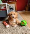 Puppies for sale Finland, Helsinki Other breed, COCKAPOO
