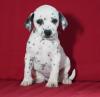 Puppies for sale Greece, Athens Dalmatian