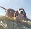 Puppies for sale Netherlands, Rotterdam Beagle
