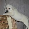 Puppies for sale Romania, Bucharest Labrador