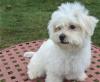 Puppies for sale Netherlands, Rotterdam Maltese