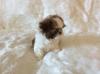 Puppies for sale Finland, Oulu Shih Tzu