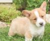 Puppies for sale Spain, Bilbao , Welsh Corgi Pembroke
