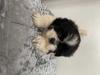 Puppies for sale Greece, Thessaloniki Shih Tzu