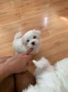 Puppies for sale Germany, Dortmund Maltese