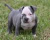 Puppies for sale Sweden, Stockholm American Pit-Bull Terrier