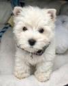 Puppies for sale Sweden, Helsingborg Maltese