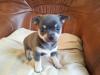 Puppies for sale Spain, Navarra Chihuahua