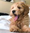Puppies for sale Spain, Bilbao , Cockapoo