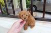 Puppies for sale Malta, Valletta Toy-poodle