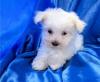 Puppies for sale Spain, Barcelona Maltese