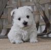 Puppies for sale United Kingdom, Southport West Highland White Terrier