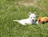 Puppies for sale Spain, Madrid West Highland White Terrier