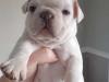 Puppies for sale Netherlands, Breda French Bulldog