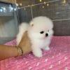 Puppies for sale Spain, Madrid Pomeranian Spitz