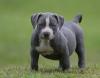 Puppies for sale Germany, Karlstadt American Pit-Bull Terrier