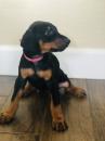Puppies for sale Netherlands, Amsterdam Doberman