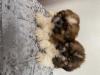 Puppies for sale Finland, Helsinki Shih Tzu