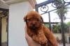 Puppies for sale Romania, Bucharest Toy-poodle