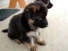 Puppies for sale France, Strasbourg German Shepherd Dog
