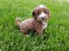 Puppies for sale Netherlands, The Hague , Cockapoo