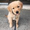 Puppies for sale Netherlands, Amsterdam Golden Retriever