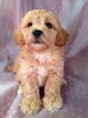 Puppies for sale Denmark, Kopenagen , Schnoodle