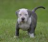 Puppies for sale Greece, Athens American Pit-Bull Terrier