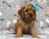 Puppies for sale Spain, Madrid , Cockapoo